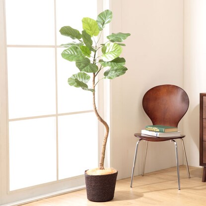 人工観葉植物 ウンベラータ ニトリ ニトリ (NITORI) フェイクグリーン（ウンベラータ 120cm）