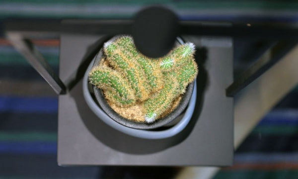 Curiosity 36