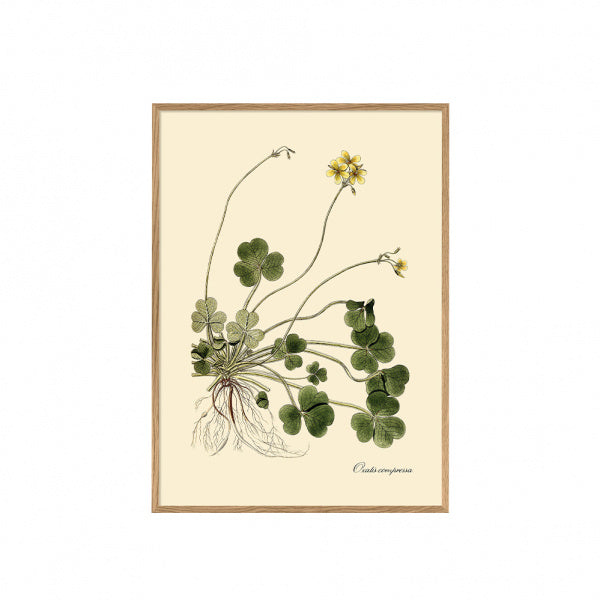 ポスター フレーム付き 30×40cm Oxalis compressa