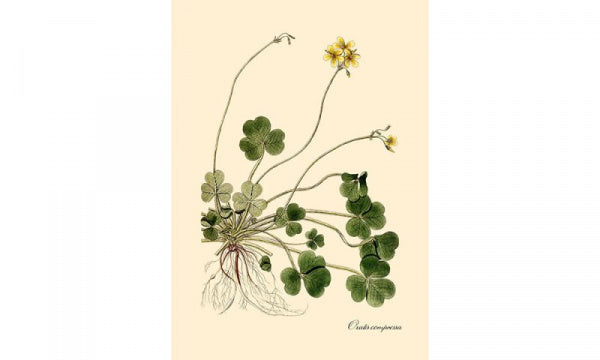 ポスター フレーム付き 30×40cm Oxalis compressa