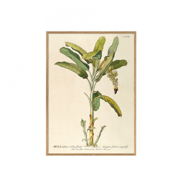 ポスター フレーム付き 30×40cm Musa caudice viridi