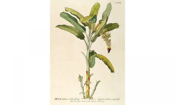 ポスター フレーム付き 30×40cm Musa caudice viridi
