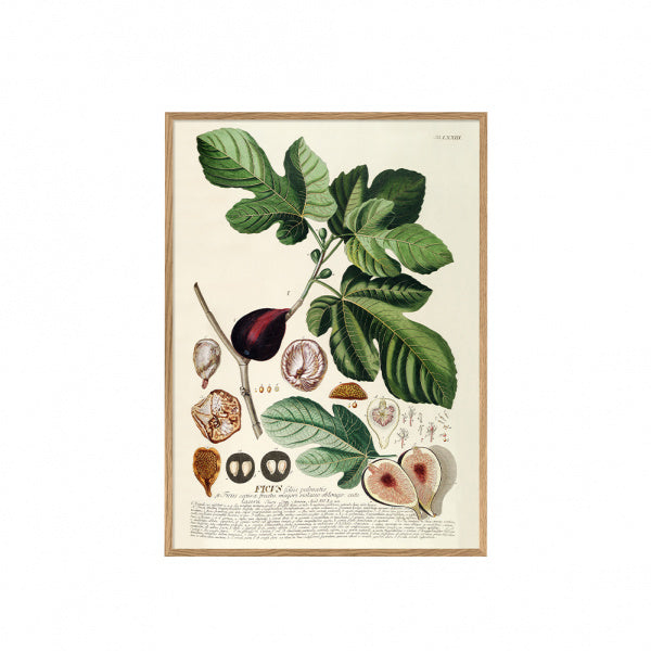 ポスター フレーム付き 30×40cm Ficus foliis palmatis