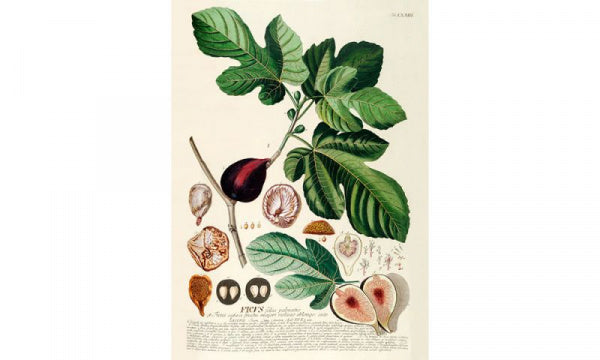 ポスター フレーム付き 30×40cm Ficus foliis palmatis