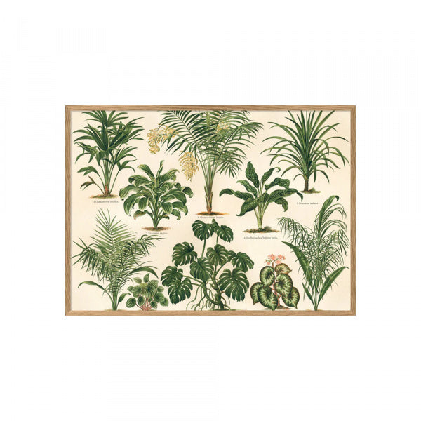 ポスター フレーム付き 30×40cm Ficus foliis palmatis