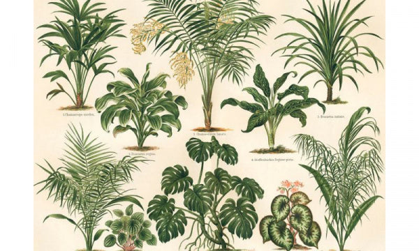 ポスター フレーム付き 30×40cm Ficus foliis palmatis