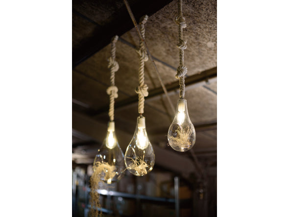 BOTANIC Hanging light