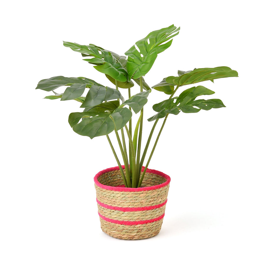 ボーダー バスケット