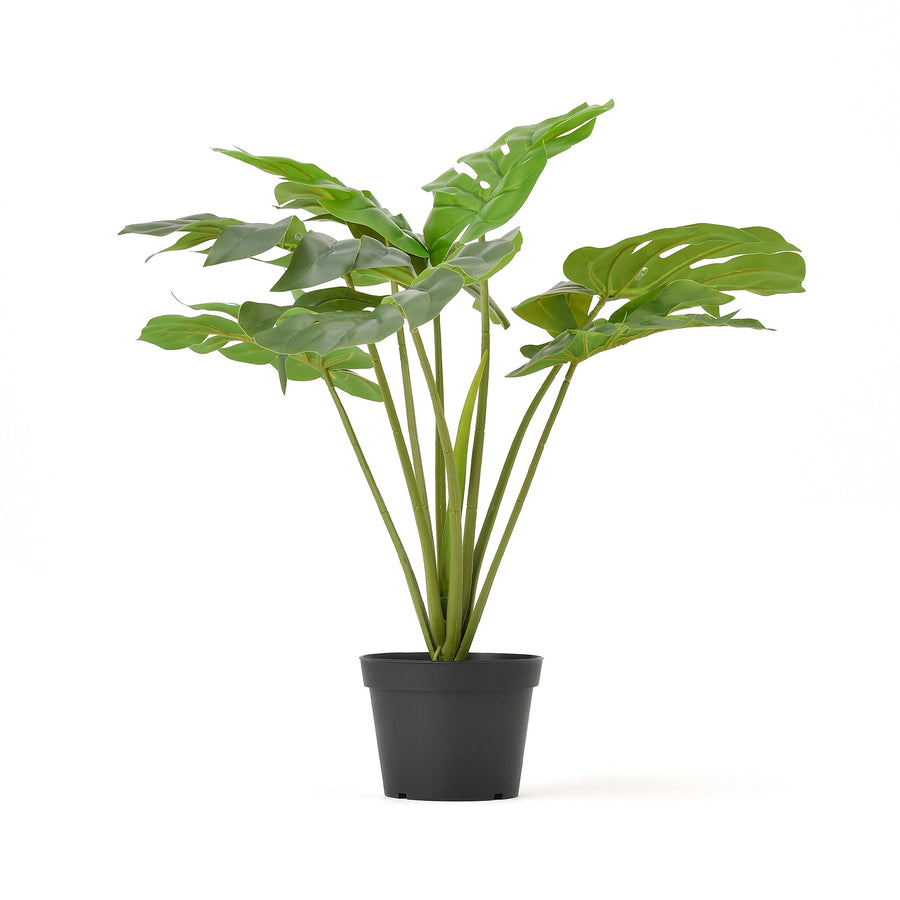 アートグリーン モンステラポット L