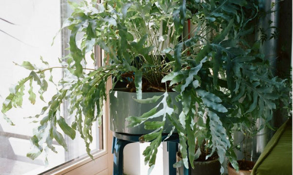 RIIHITIE PLANT POT S Type A