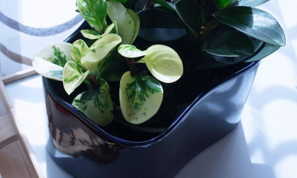 RIIHITIE PLANT POT S Type B