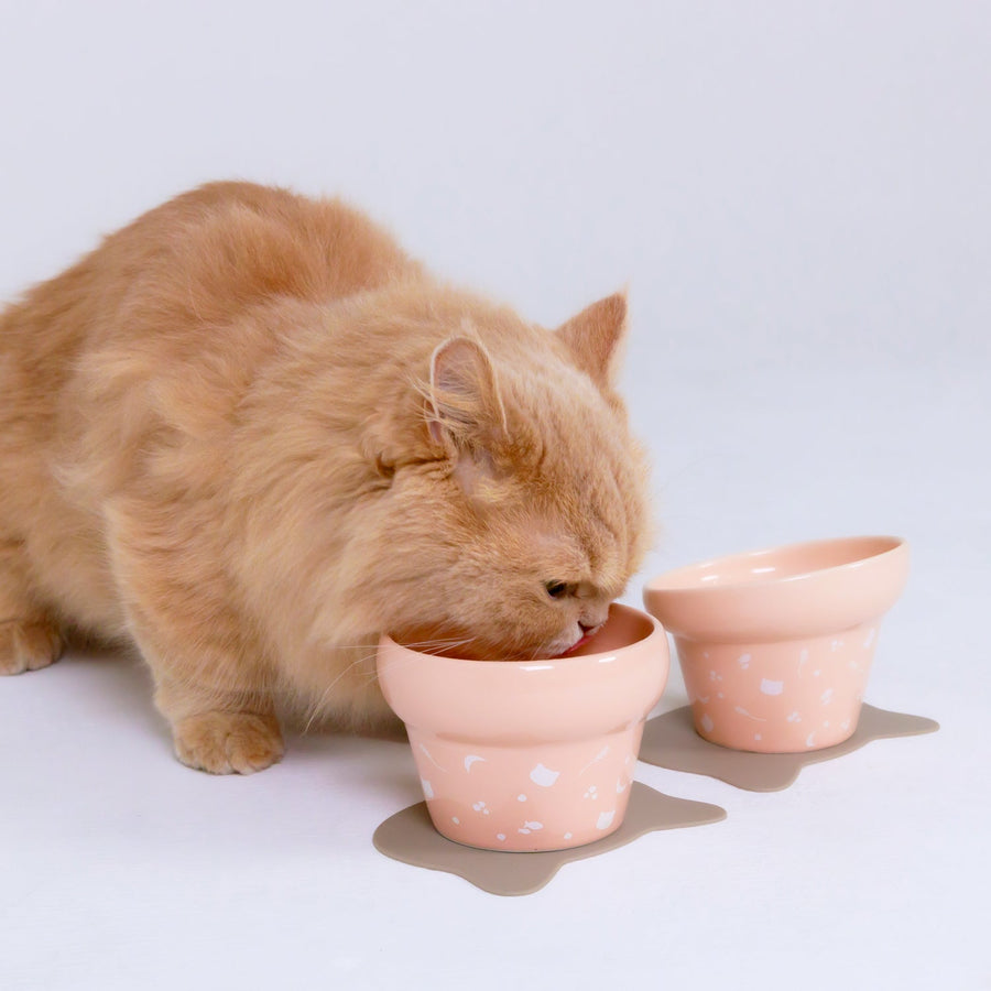 Nyanpre Bowl