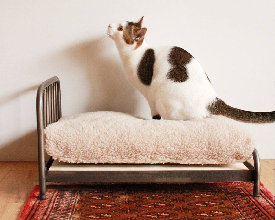SENS BED for CAT