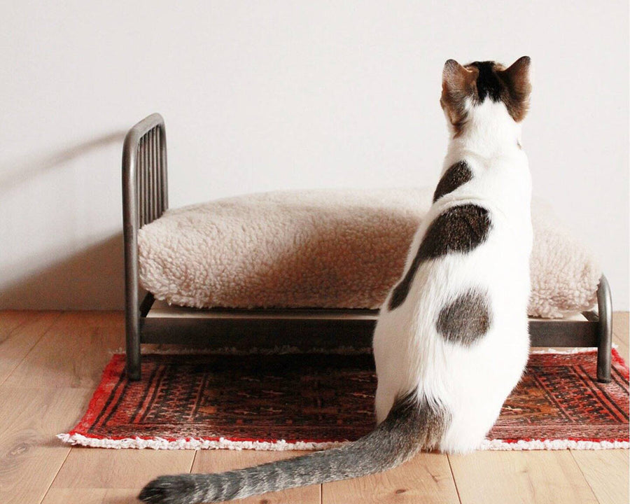 SENS BED for CAT
