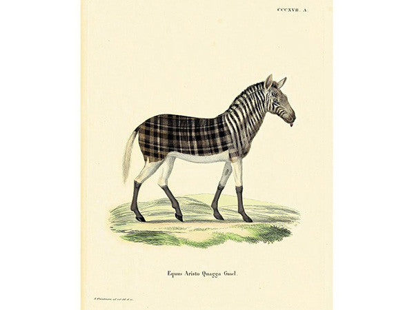 Extinct Animal Rug ARISTO QUAGGA