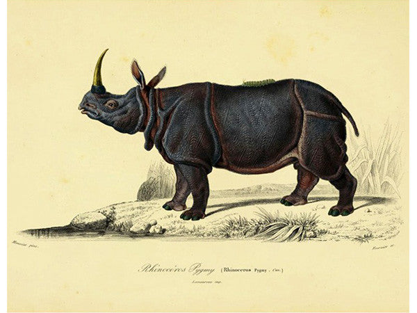 Extinct Animal Rug DWARF RHINO