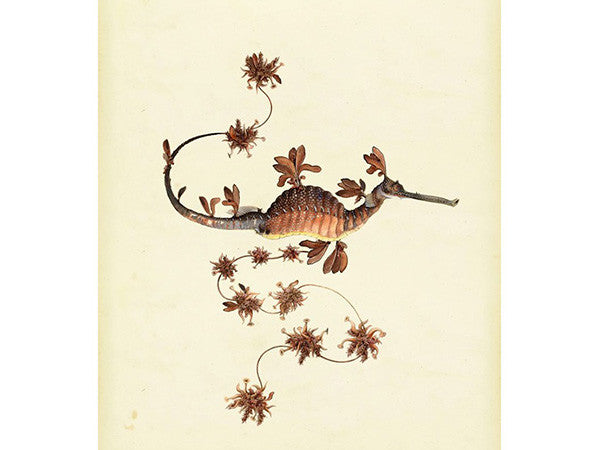 Extinct Animal Rug BLOOMING SEADRAGON