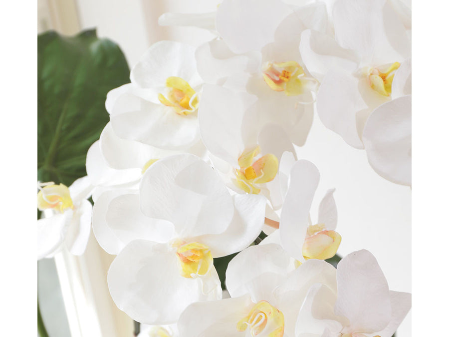 PHALAENOPSIS