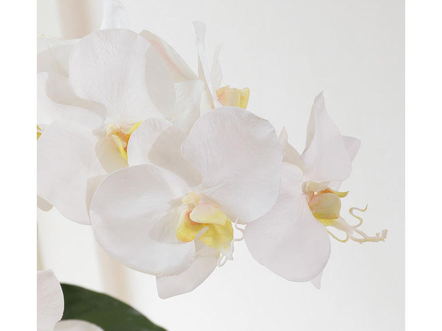 PHALAENOPSIS