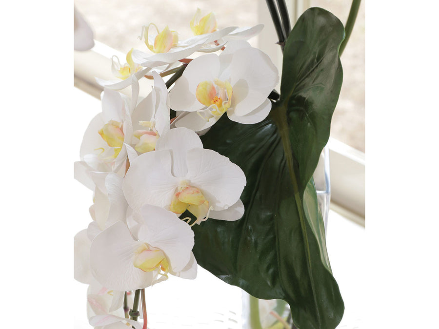 PHALAENOPSIS