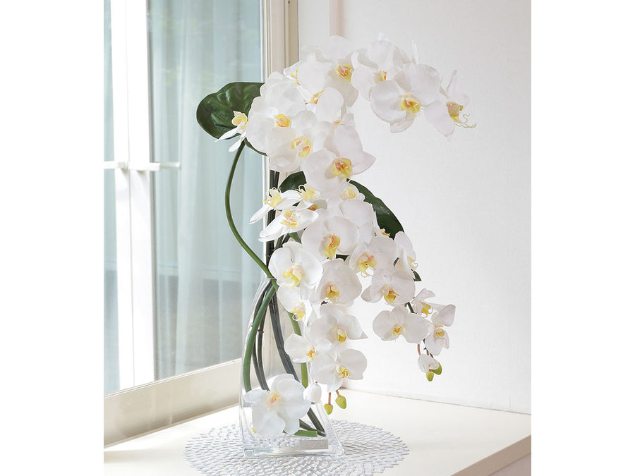 PHALAENOPSIS