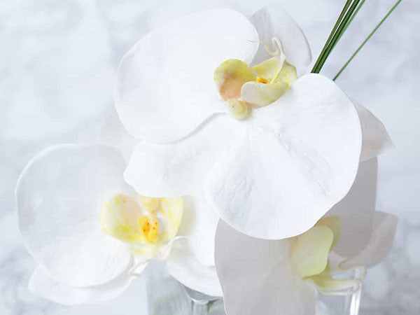 PHALAENOPSIS