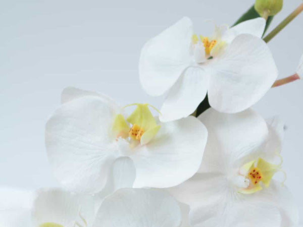 PHALAENOPSIS