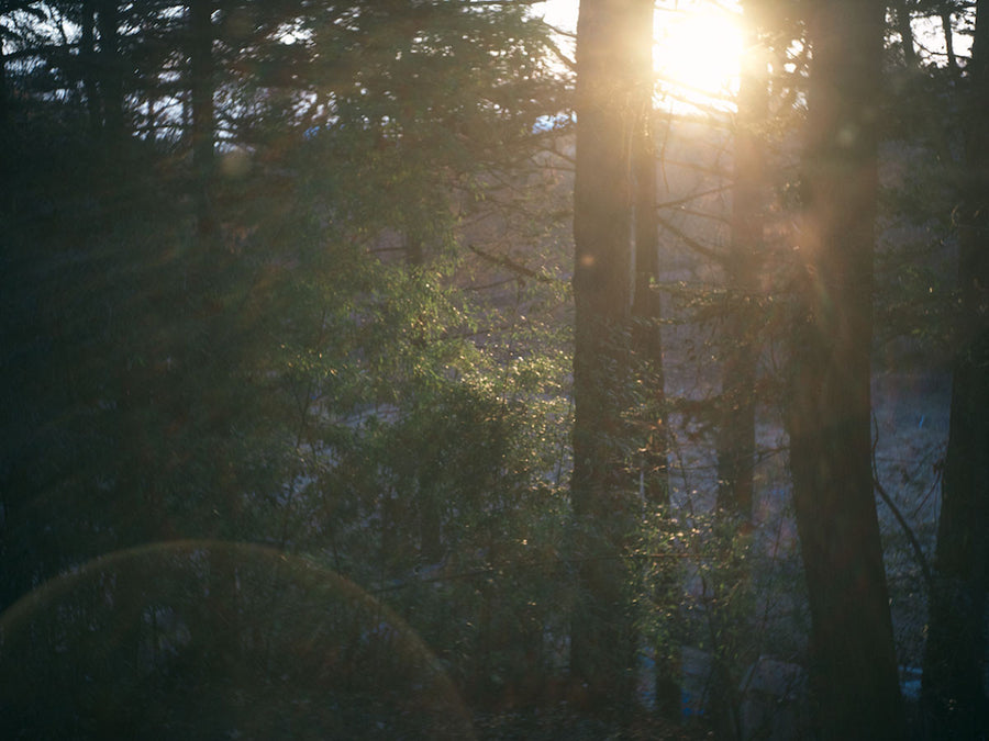 DESIGNERS LINE birds in the forest