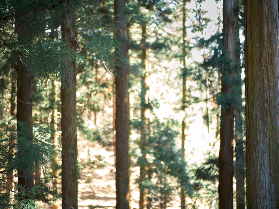 DESIGNERS LINE birds in the forest