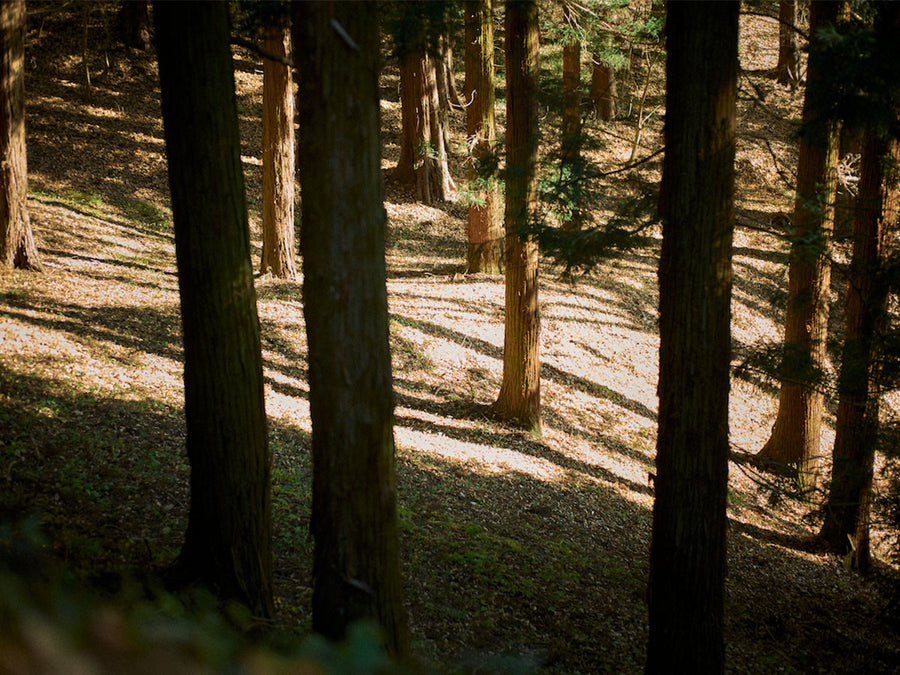 DESIGNERS LINE birds in the forest