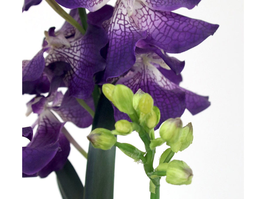 VANDA BOTANIC