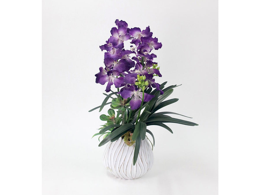 VANDA BOTANIC