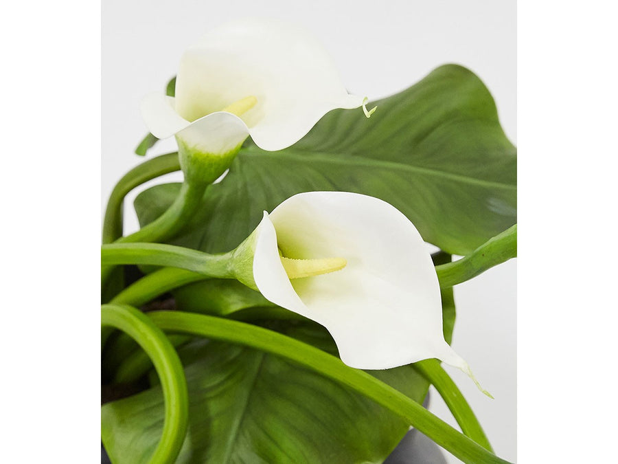 CALLA