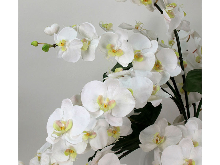 PHALAENOPSIS