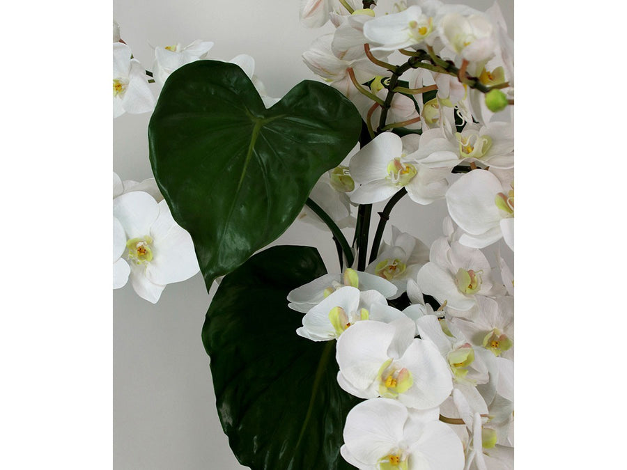 PHALAENOPSIS