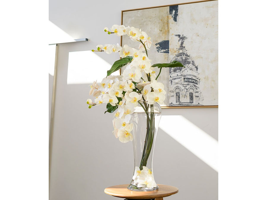 PHALAENOPSIS