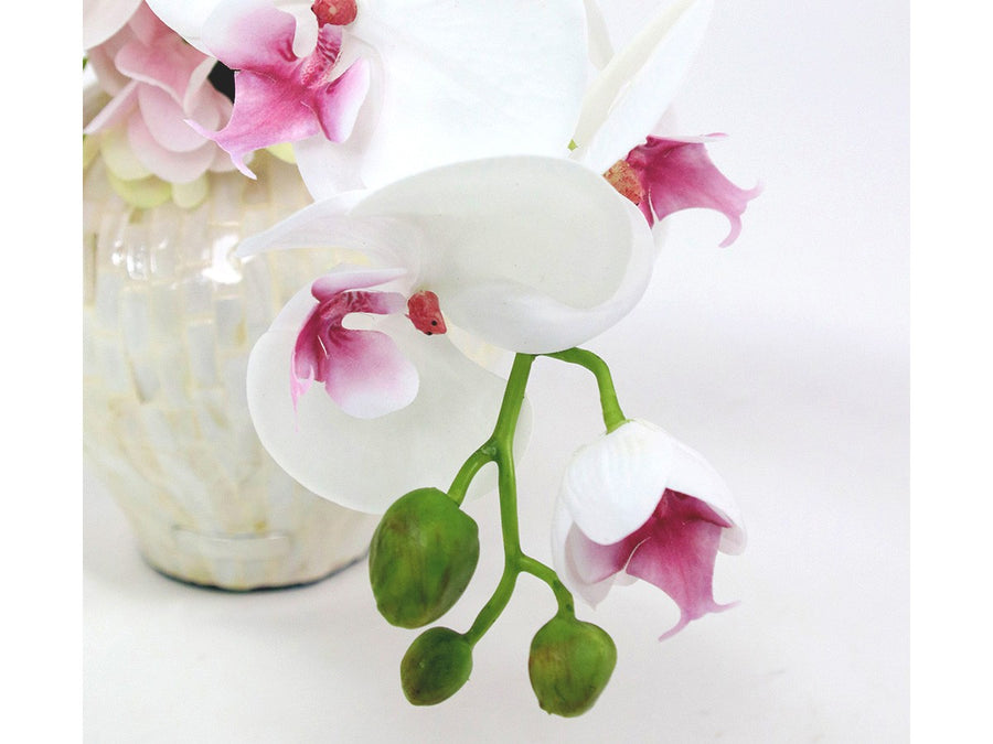 PHALAENOPSIS