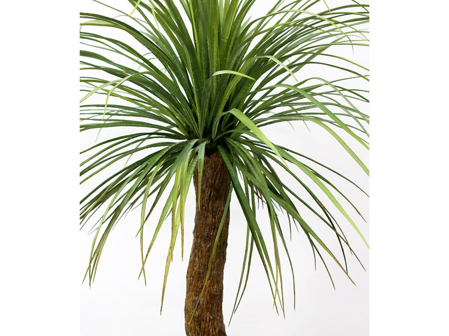 YUCCA