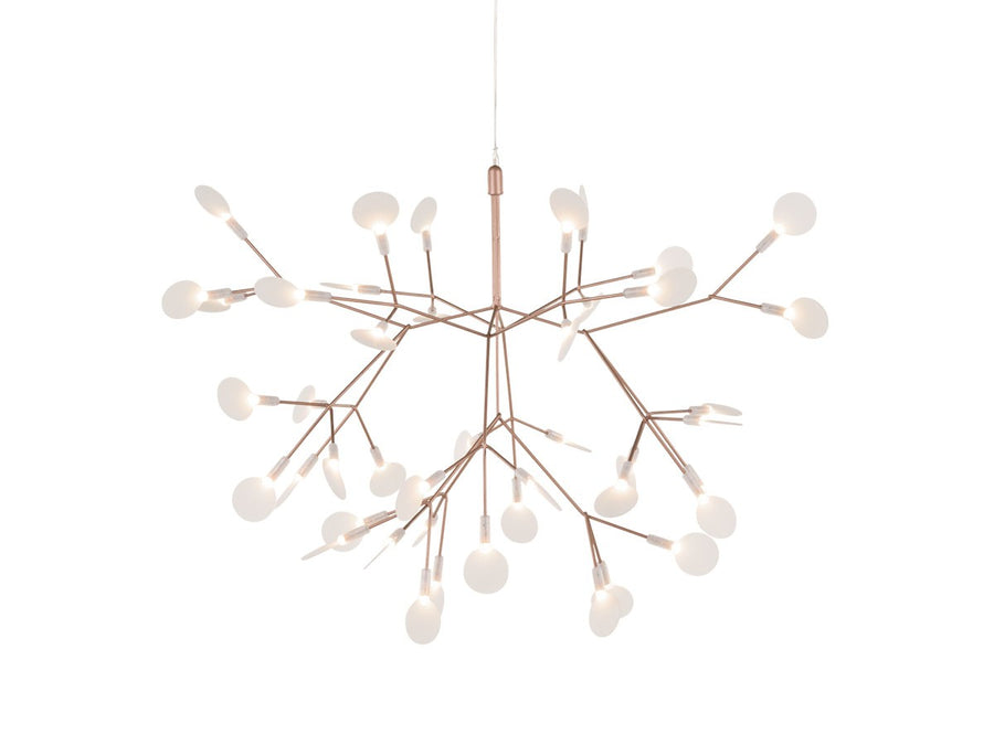 Heracleum III Small