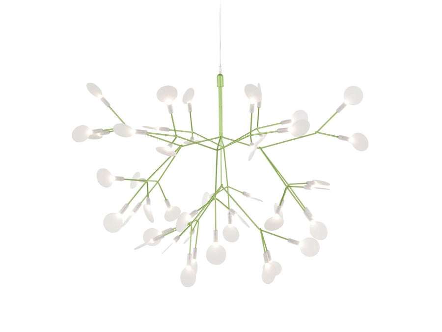 Heracleum III Small