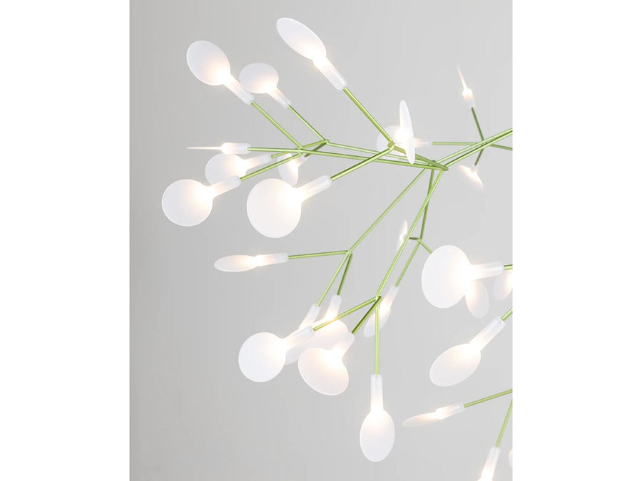 Heracleum III Linear