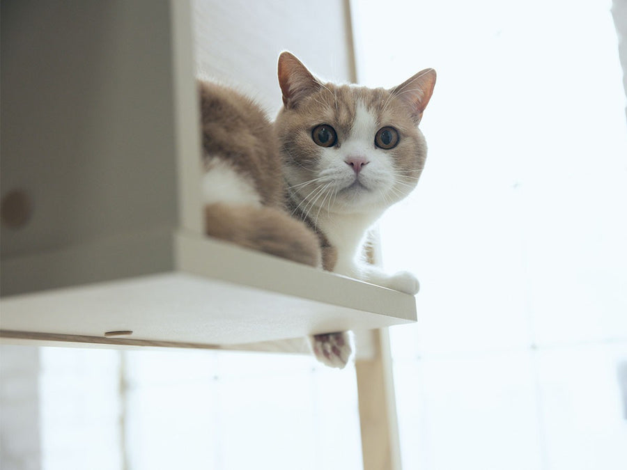 Cat Tower Bed