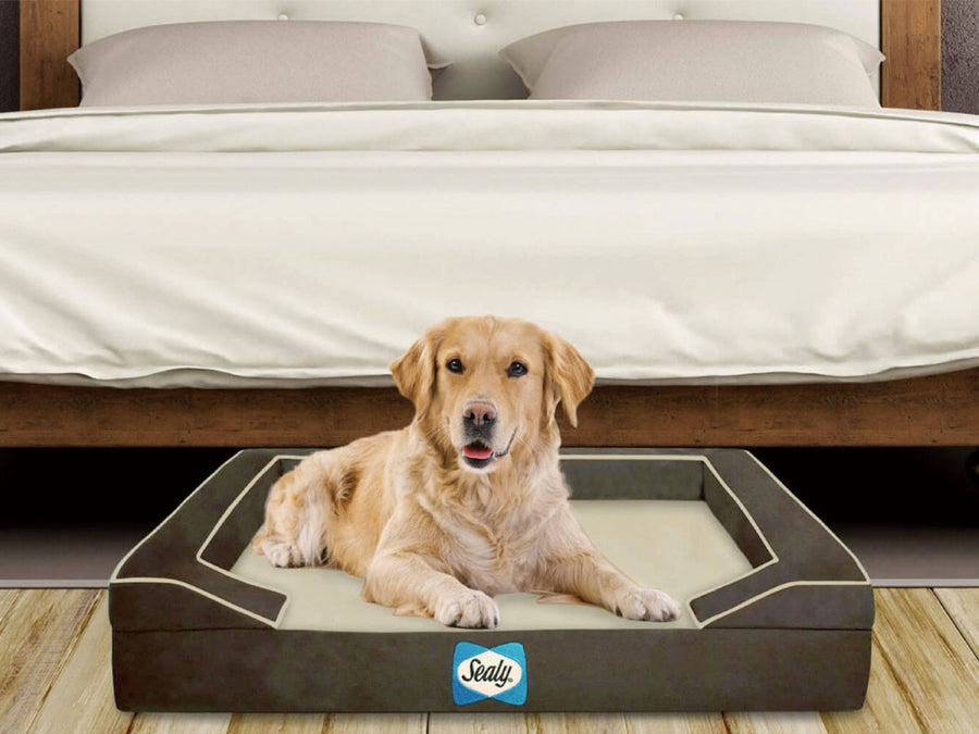 Sealy Dog Bed Lux Premium