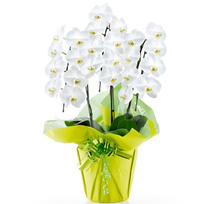 White Phalaenopsis (3 stems, 24 flowers)