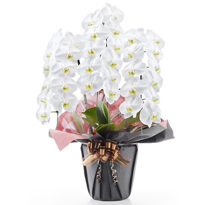 White Phalaenopsis (3 stems, 33 flowers)