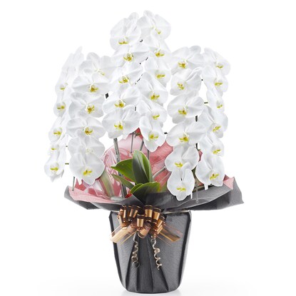 White Phalaenopsis (3 stems, 36 flowers)