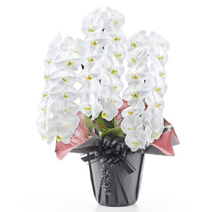 White Phalaenopsis (3 stems, 42 flowers)