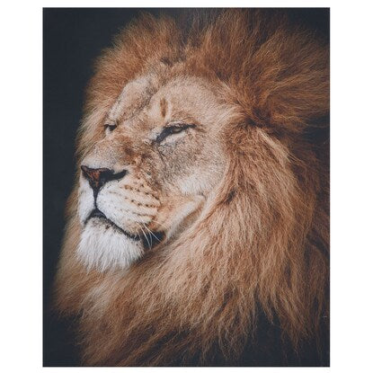 Canvas poster (Lion IT)