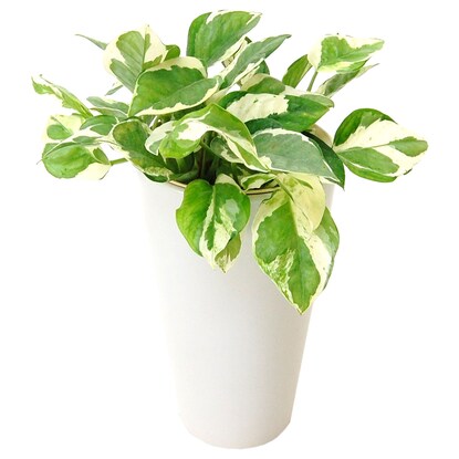 Pothos "Enjoy" in a ceramic pot