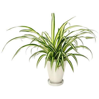 Spider plant in a ceramic pot